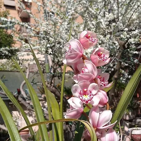 Apartment Il Giardino Dell'eden 10 - Turistico Di Barbara C